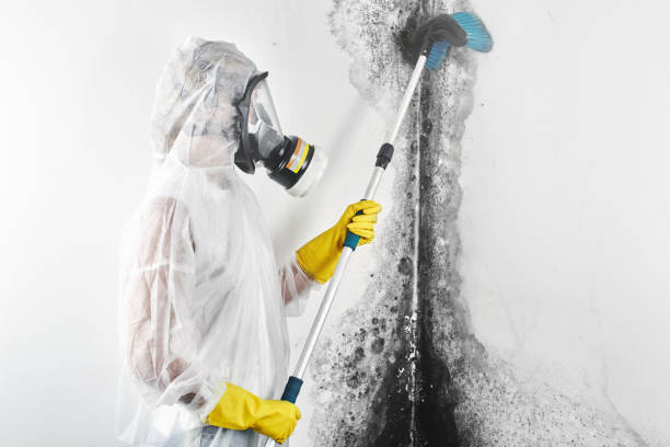 Best Water Damage & Mold Remediation  in North Zanesville, OH