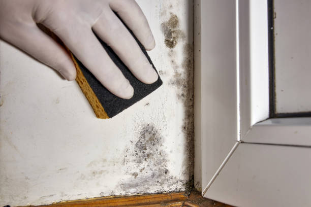 Best Water Damage & Mold Remediation  in North Zanesville, OH