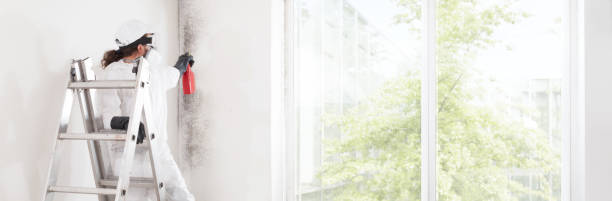 Best Commercial Mold Inspection  in North Zanesville, OH