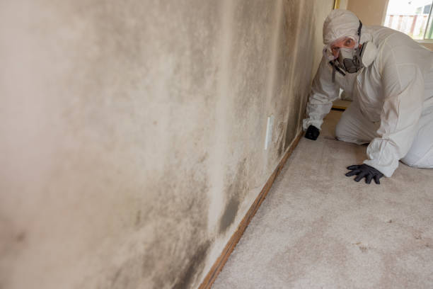 Best Asbestos and Lead Testing During Mold Inspection  in North Zanesville, OH